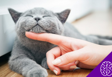 Discover why cats purr