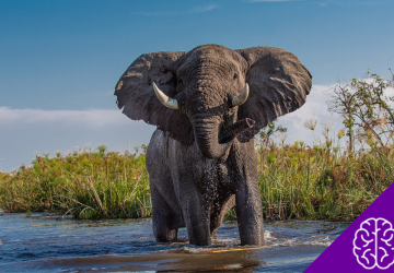 Why Do Elephants Need Big Ears?