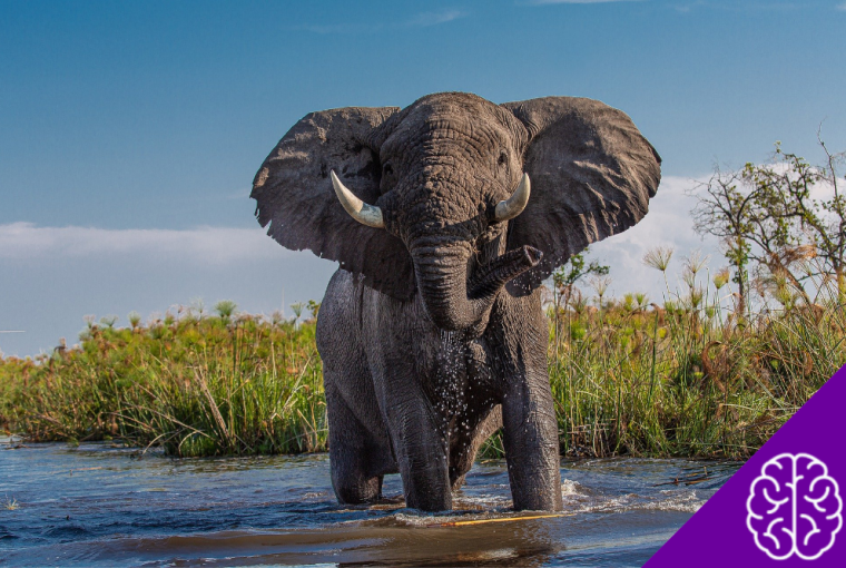 Why Do Elephants Need Big Ears?