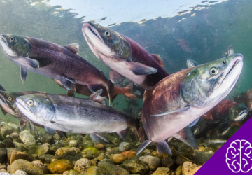Do Fish Drink Water? A Deep Dive into Aquatic Adaptations