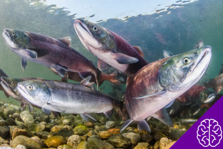 Do Fish Drink Water? A Deep Dive into Aquatic Adaptations