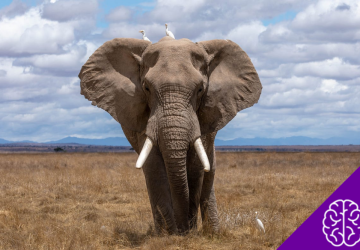 Why Do Elephants Have Such Big Ears?