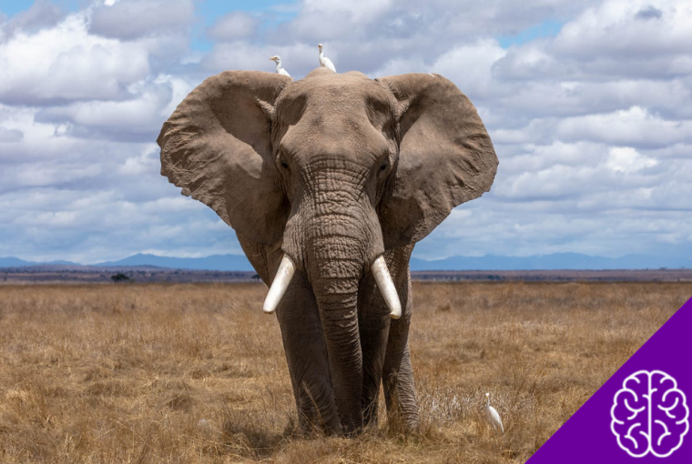 Why Do Elephants Have Such Big Ears?